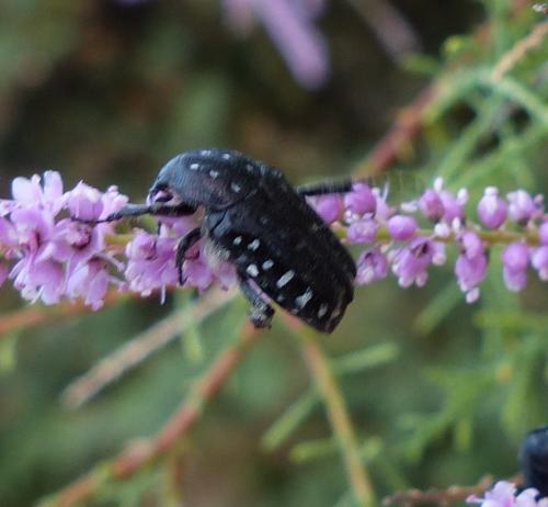 Oxythyrea funesta